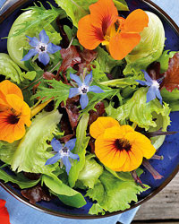 Frøposer med blomsterfrø eller urtefrø i frøposer med tryk-0