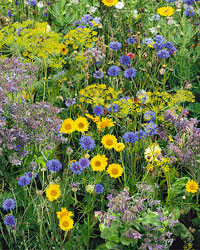 Frøposer med blomsterfrø eller urtefrø i frøposer med tryk-2