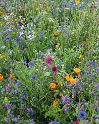 Frøposer med blomsterfrø eller urtefrø i frøposer med tryk-4